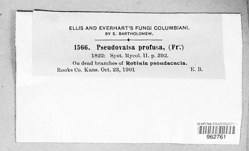 Pseudovalsa profusa image